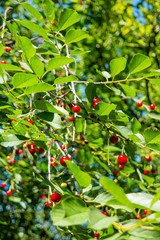 Red cherries on tree. Natural summer background with ripe berries among green leaves in sunny day.