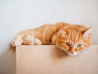 Cute ginger cat lying on carton box. Fluffy pet gazing angrily.