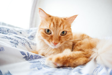 Fototapeta na wymiar Cute ginger cat with funny expression on face lies on bed. The fluffy pet comfortably settled to sleep or to play. Cute cozy background, morning bedtime at home. Fish eye lens effect.