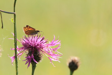 Papillon mélitée sur fleur de chardon