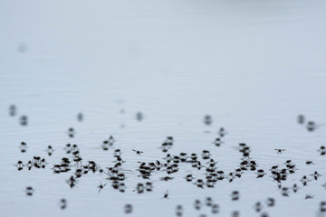 mosquitos in a pond