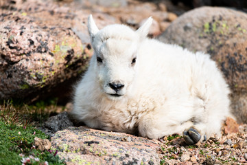 An Adorable Baby Mountain Goat Lamb on A Rocky Mountain Top