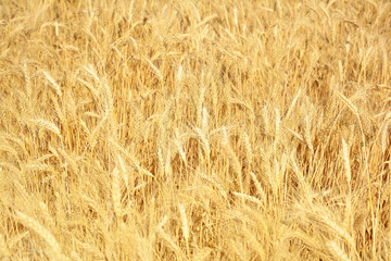Yellow wheat field, harvest of grain crops. Mature wheat ears of a new crop. Rural landscape.