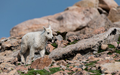An Adorable Baby Mountain Goat Lamb on A Rocky Mountain Top