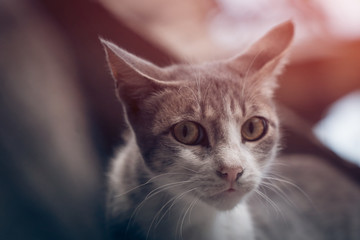 small funny cat lying at roof;