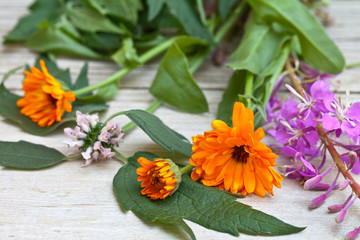 Medicinal plants: orange flowers of calendula, pink inflorescences of willow-herb and a motherwort. Floral background. Raw material for a medicinal preparations and cosmetics. Close-up view