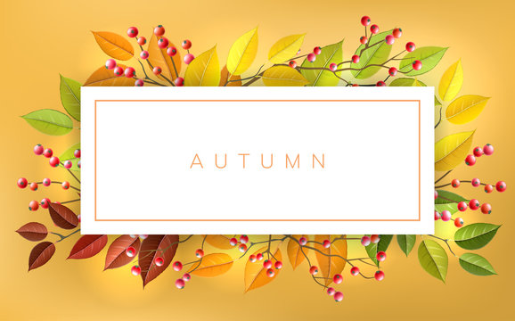Autumn banner frame with red berry and autumn branches and leaf. Horizontal banner with fall colors for nature design and background