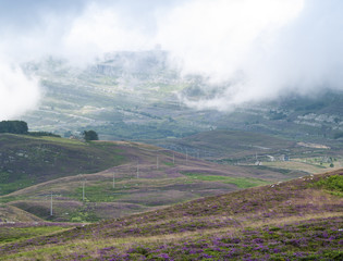 Niebla en el puerto de montaña de Las Estacas en Cantabria, en primer plano flores de lavanda formando una alfombra floral.