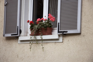 Flower on the window.