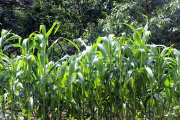 Fototapeta premium 옥수수