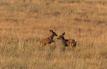 Mule Deer Fawns Playing in a Field