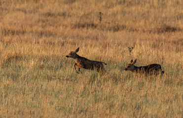 Mule Deer Fawns Playing in a Field