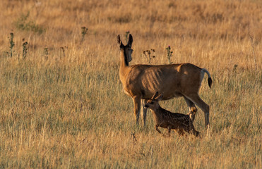 Naklejka premium A Mule Deer Dow with Baby Fawn