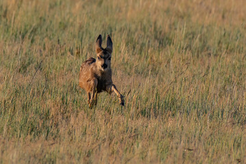 Mule Deer Fawn Running in an Open Meadow