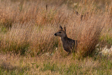 Mule Deer Fawn in a Meadow on a Summer Morning