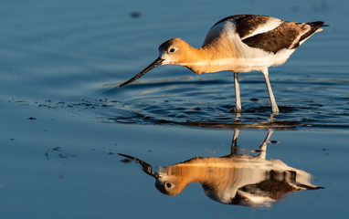 A Beautiful American Avocet Wading and Looking for Food