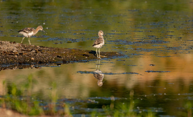 American Avocet Baby Chick in Shallow Water
