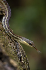 snake - Thamnosophis lateralis, beautiful endemic snake from Madagascar bushes and forests.