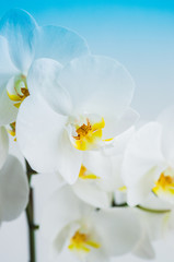 Fototapeta premium Close up of white orchid flower. Toned.