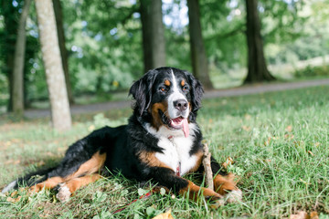berner sennenhund