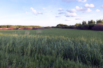 Fototapeta premium reeds at sunset