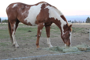 Horse Life