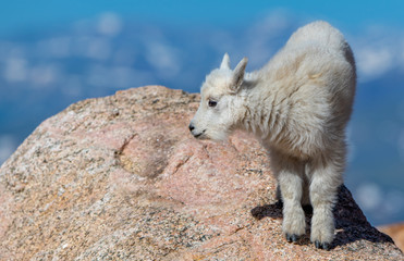 Obraz na płótnie Canvas Adorable Baby Mountain Goat Lamb At The Top Of Mount Evans