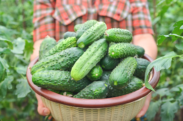 Farmer girl holding basket with fresh harvest of cucumbers from the organic greenhouse. 