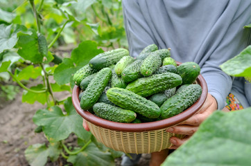 Growing cucumbers in organic greenhouse.