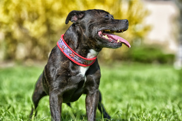 English staffordshire bull terrier