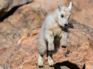 Adorable Baby Mountain Goat Lamb At The Top Of Mount Evans
