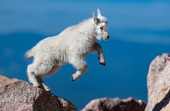 Adorable Baby Mountain Goat Lamb At The Top Of Mount Evans