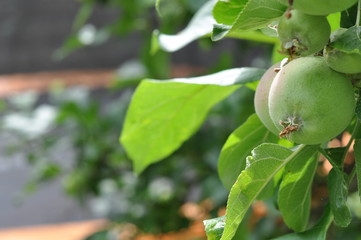 Apples growing in the garden orchard