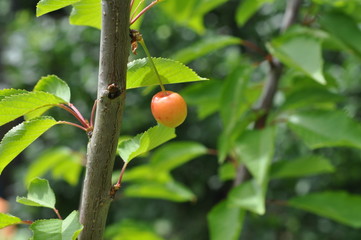 An amber heart cherry growing ripe on the tree