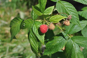A ripe raspberry