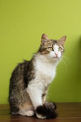 Obraz premium cat woman sitting on a bench on backdrop of green background