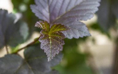 close up young currant leaves on thin branches in summer garden