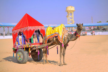 A colorful decorated camel standing with a carriage in the mela ground in Pushkar.