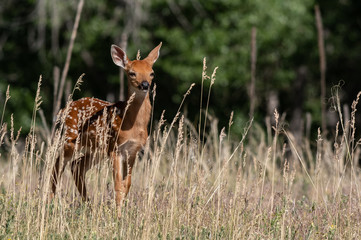 A Beautiful White-tailed Deer Fawn in a Grassy Meadow