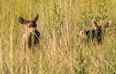 Mule Deer Fawn in a Meadow on a Summer Morning