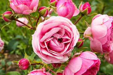 beautiful pink roses blooming in the garden
