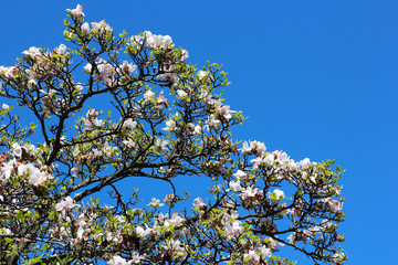 Lo scoppio della primavera sugli alberi