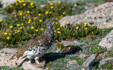 A White-tailed Ptarmigan in Spring Plumage in the Colorado Rocky Mountains