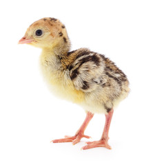 Chicken turkey isolated.