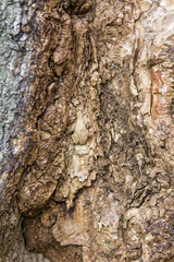 close up texture of the bark on the trunk of a tree in the forest