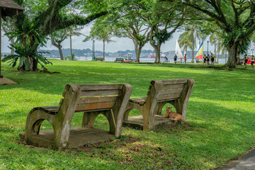 Benches at the park with a Cat