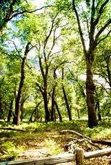 Obraz premium forest trees