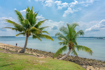 Fototapeta na wymiar Two palm trees over the beach