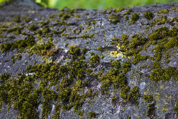 Obraz premium close up green moss on the bark of a tree in the forest