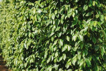 Fototapeta premium Pepper field at Phu Quoc, Viet Nam, group of pepper plant in green, this farm product is export product from Vietnam to Asia, vegetable growing in bush, and plant in many aea as Binh Phuoc, Daklak